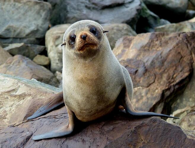 furseal